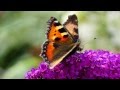 Small Tortoiseshell on Butterfly Bush