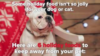 6 Holiday Foods That Can Harm Pets