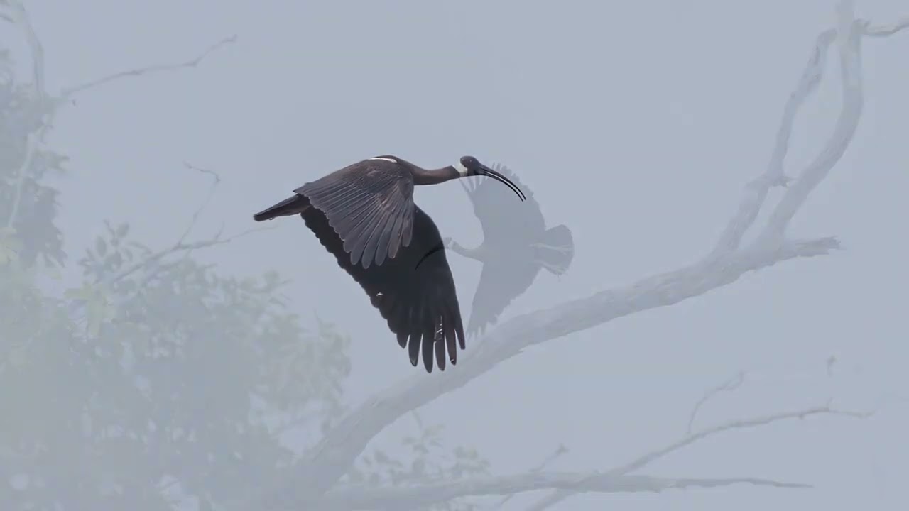 Cambodia Bird Tours: Day 3 Full Day Trip to Birding at Tmatboey for Giant Ibis 2025