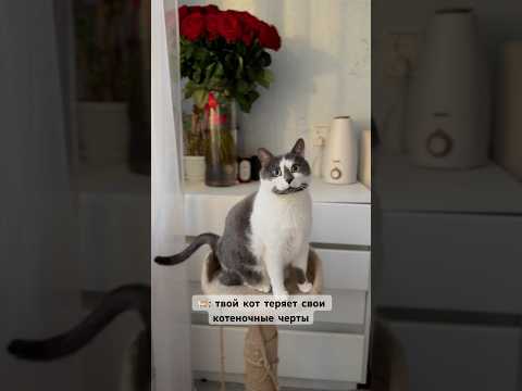 И приобретает хлебобулочные черты ❤️ Мартин 🐈 уже 7 год с нами #cat #кот
