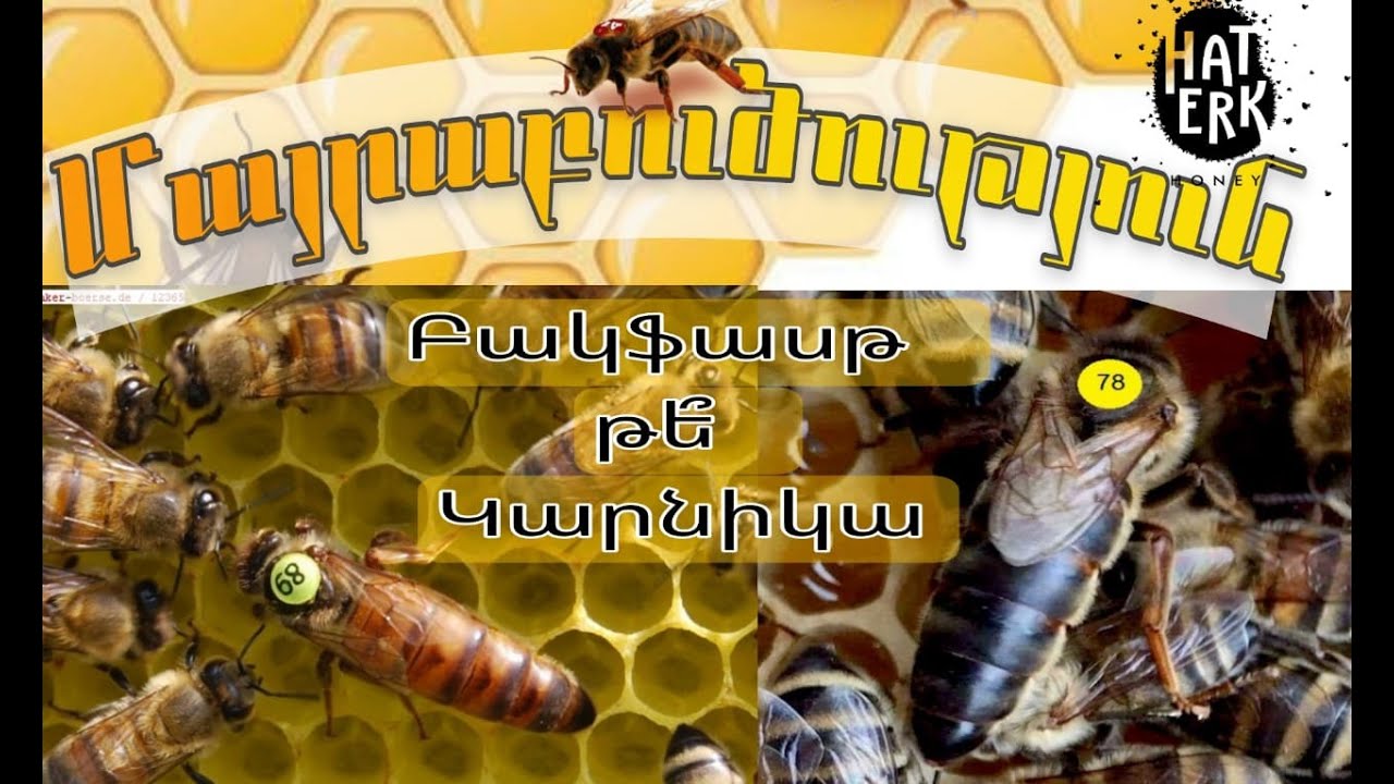 Մեղվամայրերի առանձնահատկություններն ըստ տեսակների / Մայրաբուծություն / Haterk Food 12/06/2022