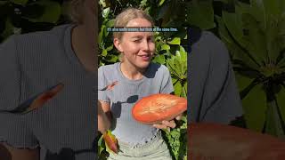 How to tell when a mamey sapote is ripe screenshot 5