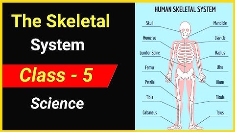 The Skeletal System class 5 science | Human skeleton