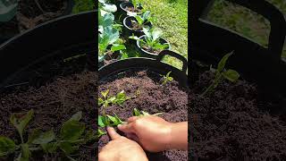Planting tips🌿🌱نصائح صغيرة للزراعة#gardening #farming
