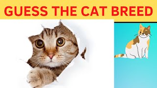 Guess The Cat Breed - Quiz Trivia Puzzle - Mindworks screenshot 2