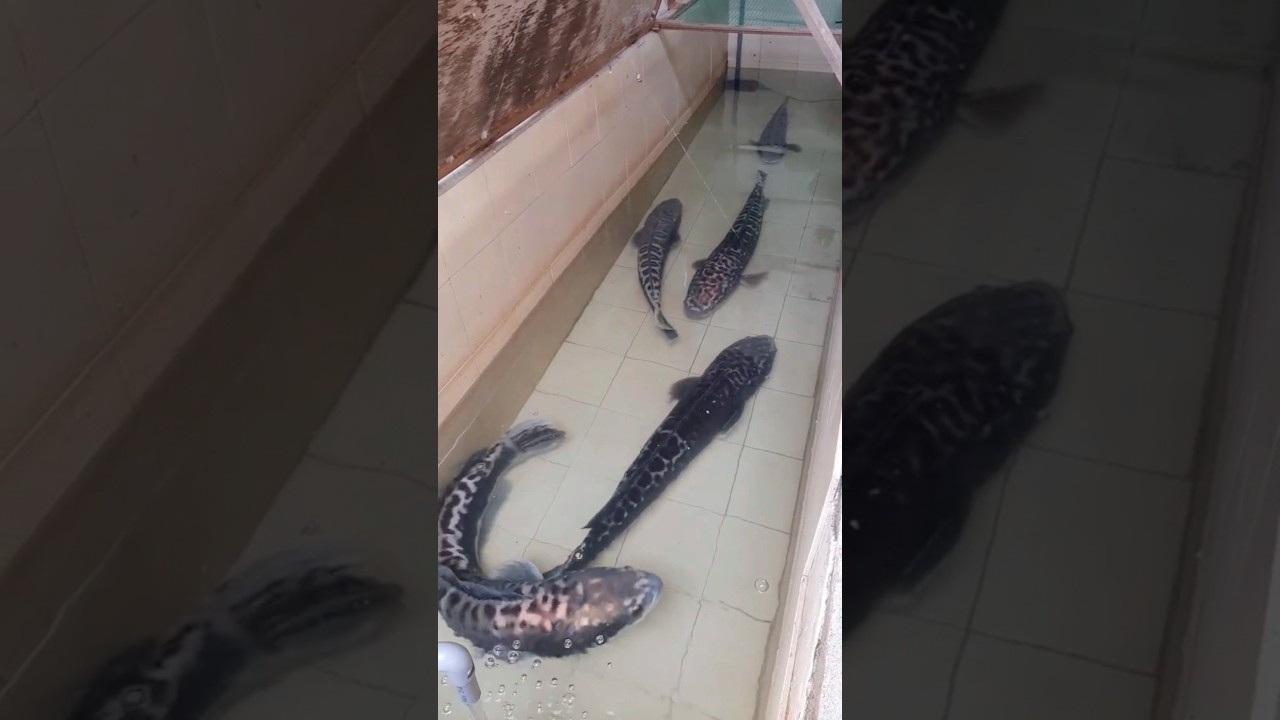 Jebak ikan toman monster di waduk 