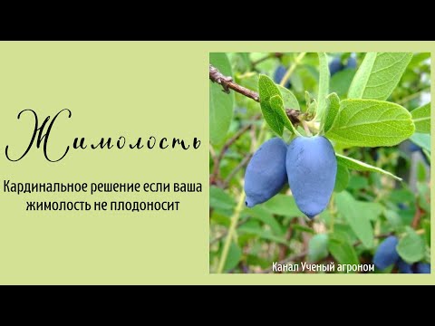 Кардинальное решение если ваша жимолость не плодоносит