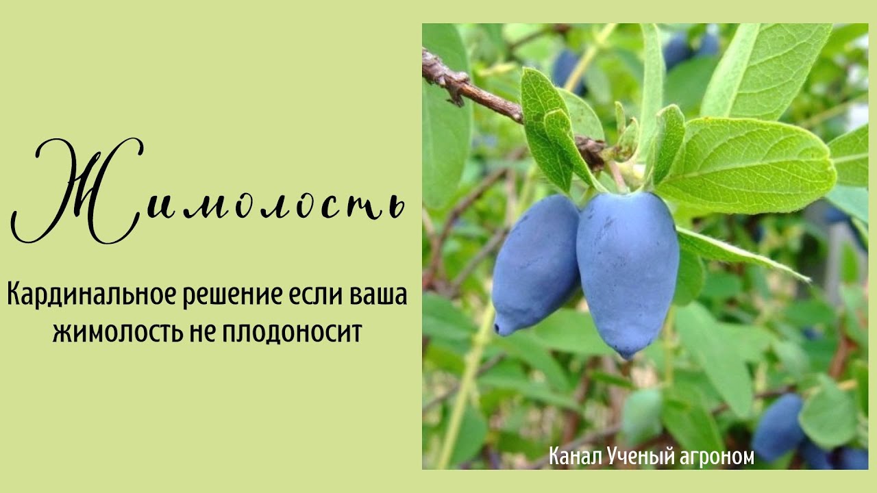 Кардинальное решение если ваша жимолость не плодоносит