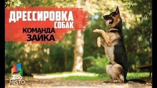 Дрессировка команды Дрессировка команды