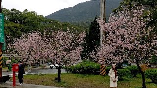 （直播存檔）陽明山中山樓吉野櫻開花囉，一片粉白好美！