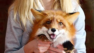 [English Subtutles] Meet Adorable Foxie Fox