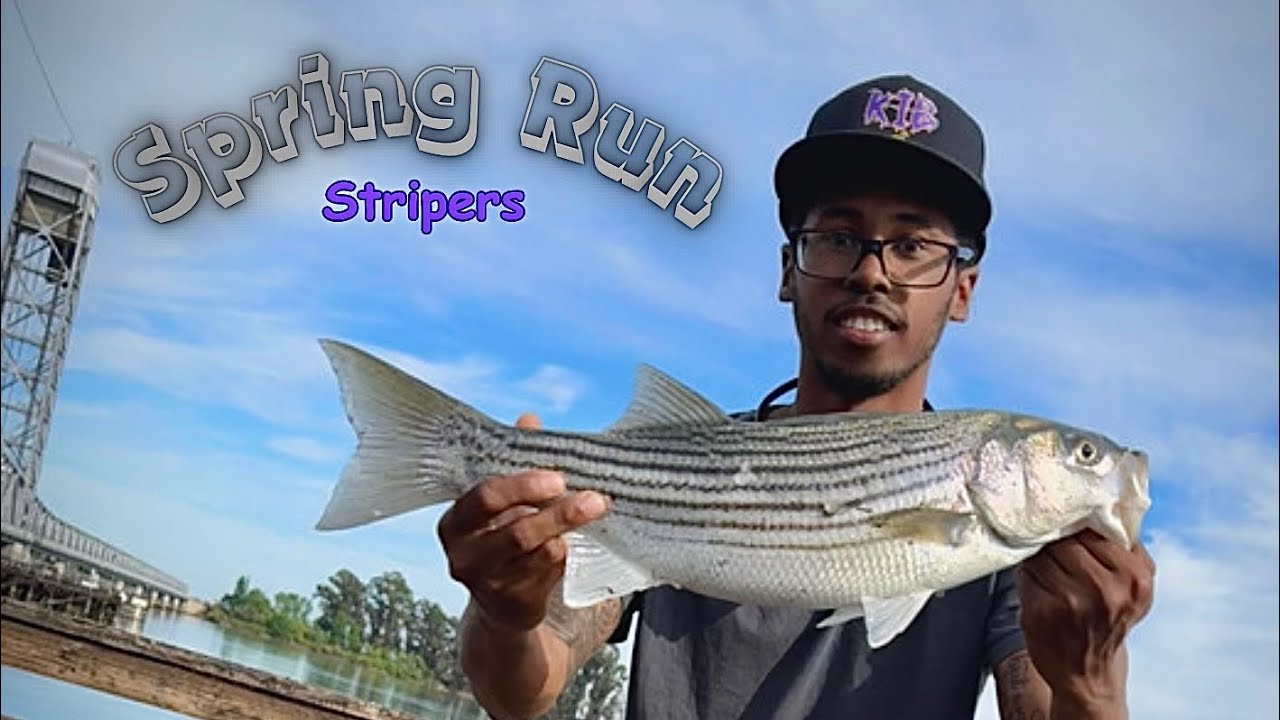 Sacramento River Striped Bass Fishing Rio Vista YouTube
