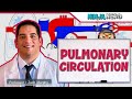 Circulatory System | Pulmonary Circulation