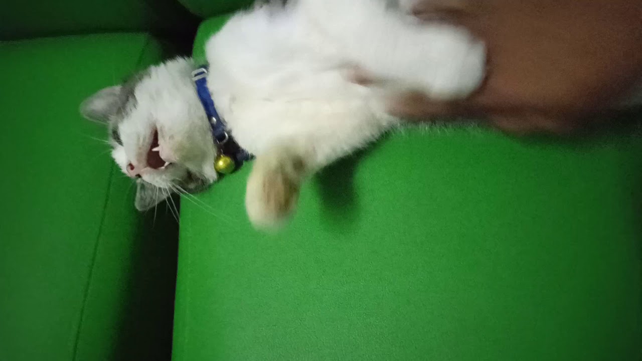  Gambar  Kucing Ngeselin 