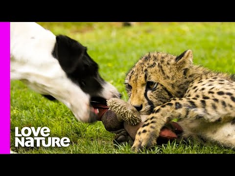 Best UNUSUAL Animal Interspecies Friendships Compilation