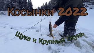 КРУПНЫЙ ОКУНЬ И ЩУКА В КОСЫНКИ. ВОТ ЭТО ДА