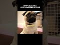 犬用翻訳機すごいWWWWWWWWWWW