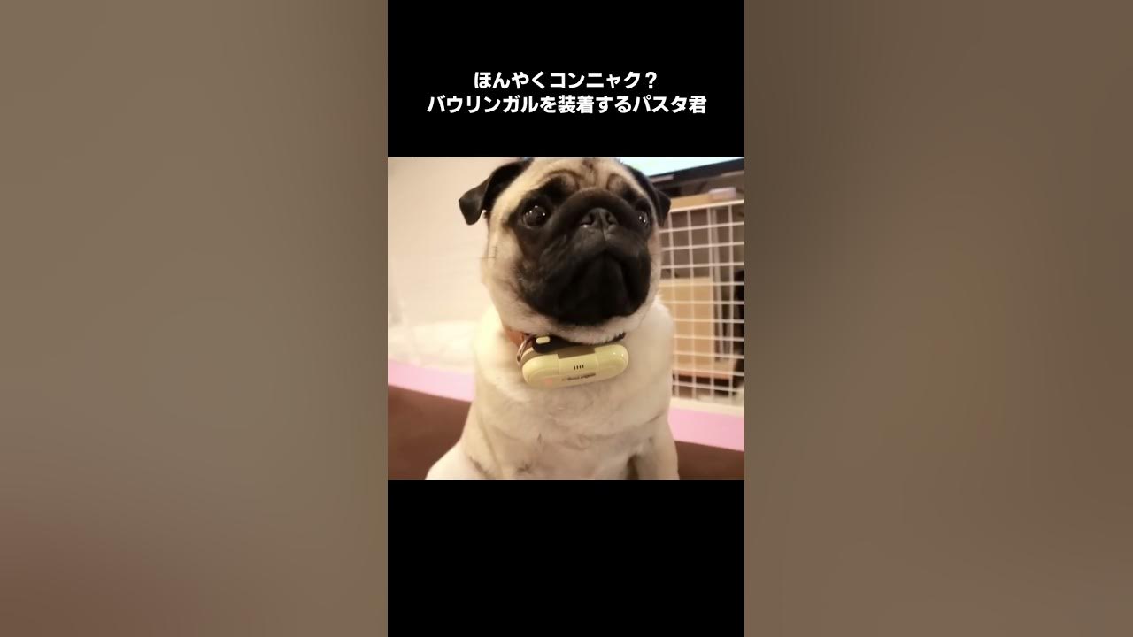 犬用翻訳機すごいwwwwwwwwwww Youtube