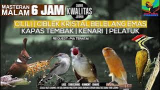 AUTO GACOR KICAU CILILIN - CIBLEK KRISTAL - BELELANG EMAS KENARI - KAPAS TEMBAK - PLATUK GACOOOR DOR