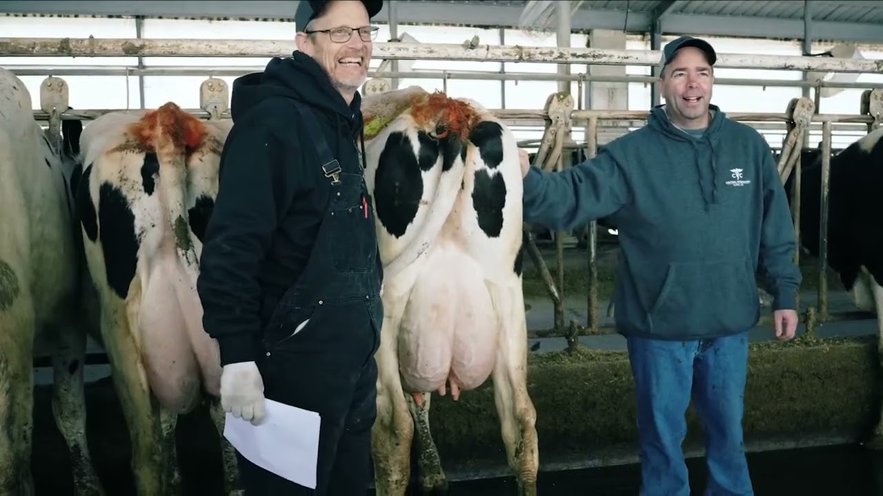 How GENEX ICC™ Helps Dairy Farmers Build Profitable Cows
