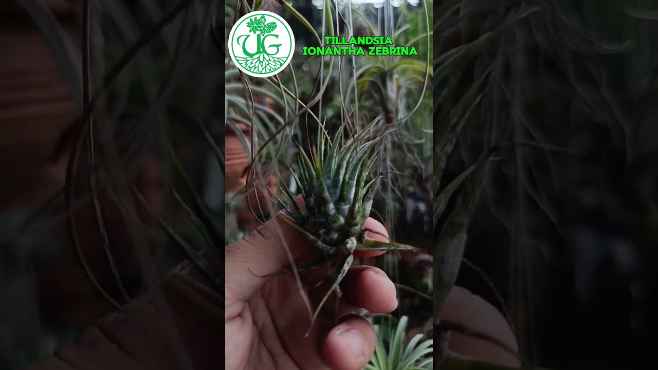 Tillandsia Ionantha Zebrina