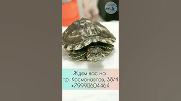 Как сделать инъекцию черепахе