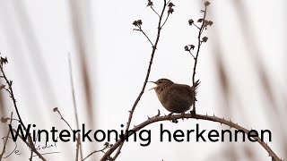 Winterkoning herkennen in beeld en geluid / Singing Wren #293