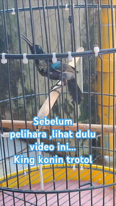 King konin trotol tarung #kicaumania #burung #bird #birds #burungpenghisapmadu