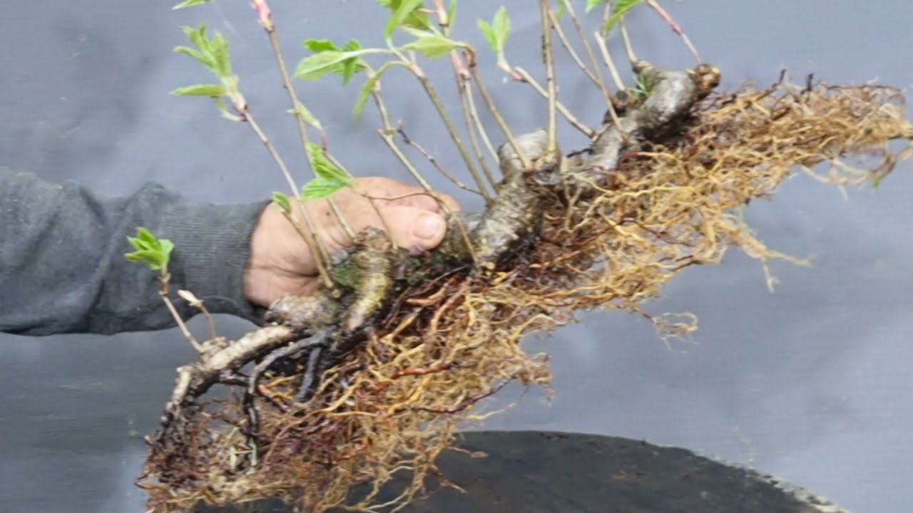 나무 특징을 살리는방법 연근만들기/뿌리만들기3년