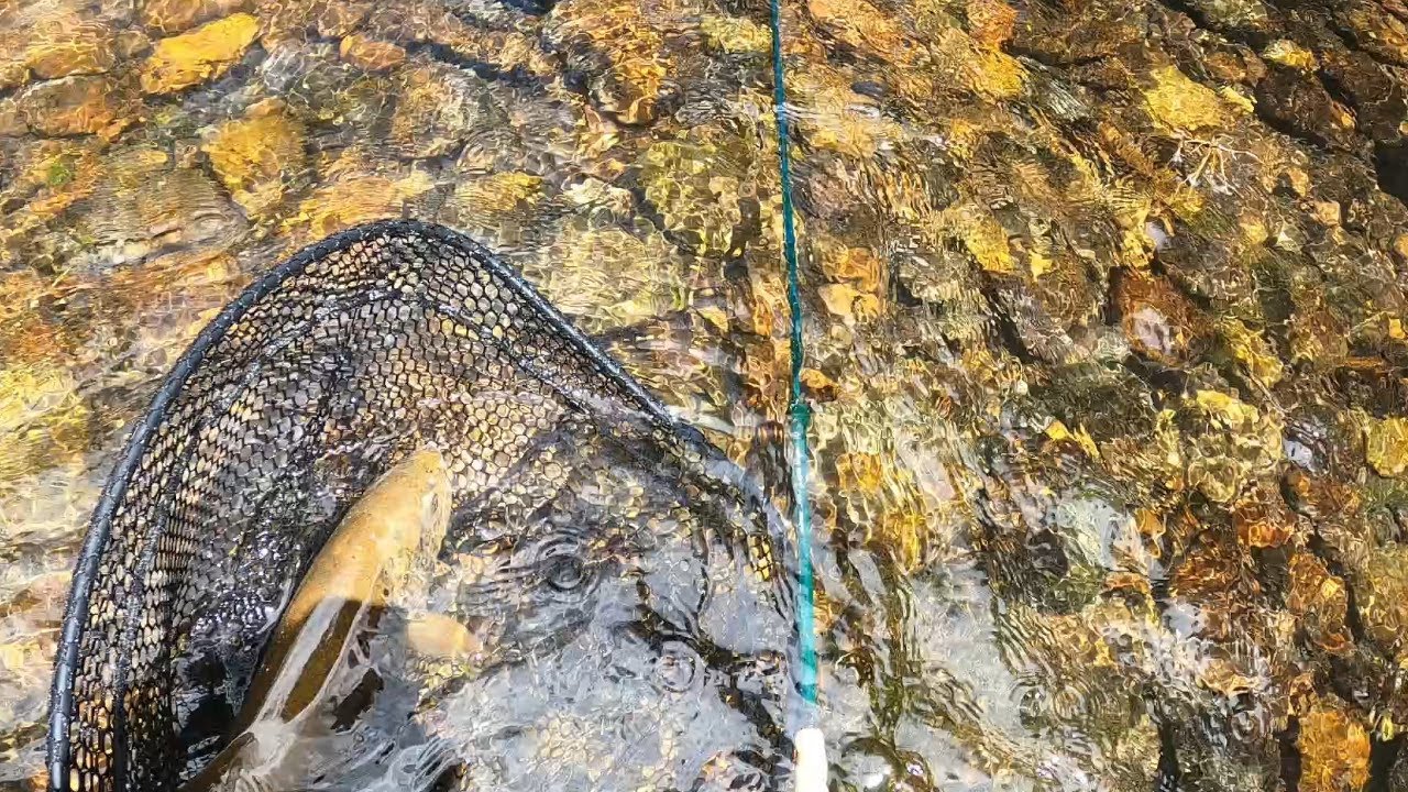 Grandes truchas del Esla. Pesca con muelle, cómo, cuándo y dónde