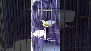 Download Lagu sogon nembak rapet #pikatburcil #pikatanburung #sogon  #pikatburcil #pancingansogon MP3