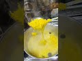 من عامل المطعم السورى عرفت السر