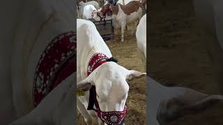 Mandi#live updates #karachi #cow #cowvideos
