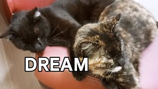 Such is the complete relaxation of two street cats. by Unusual stories of a black cat 311 views 1 month ago 2 minutes, 6 seconds