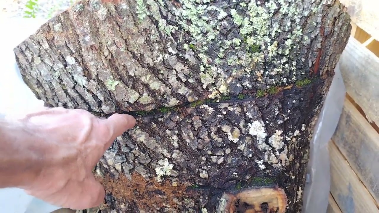 how I waste my time when not seeing the forest 