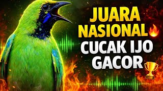 SUARA CUCAK IJO JUARA NASIONAL 🔥 MASTERAN SUPER NGEROL & TEMBUS EMOSI LAWAN!
