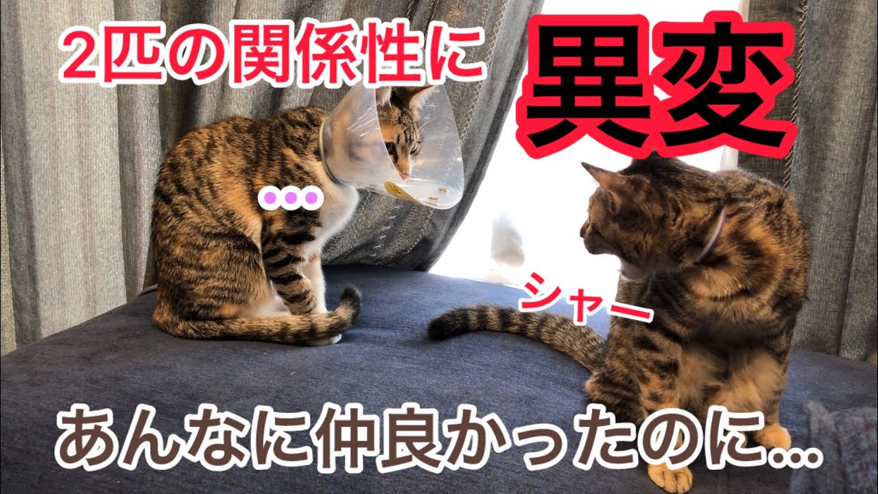 【避妊手術】2匹の関係性が悪化しました