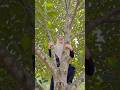 Harvesting jackfruits and craving