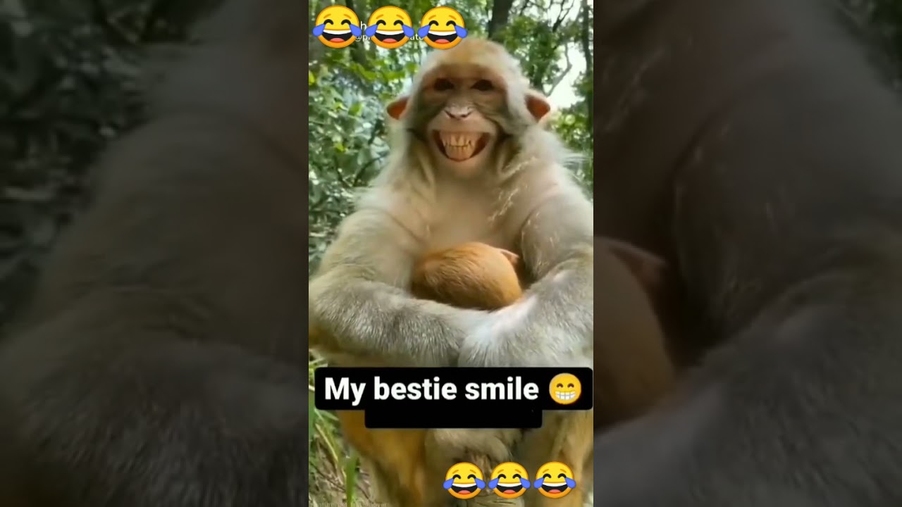 monkey laughing funny videos😂😂😂 vlogs junction 