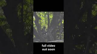 Running Dmr At Matrix Airsoft