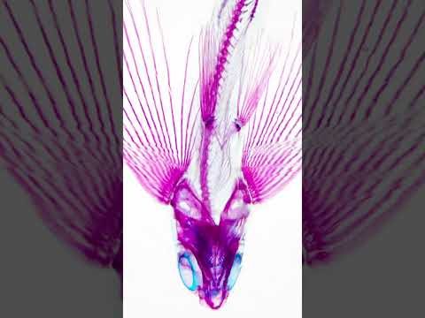 【透明標本】ハゴロモトビウオ