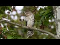 Cooper&#39;s Hawk Fledgling 24Jun2021