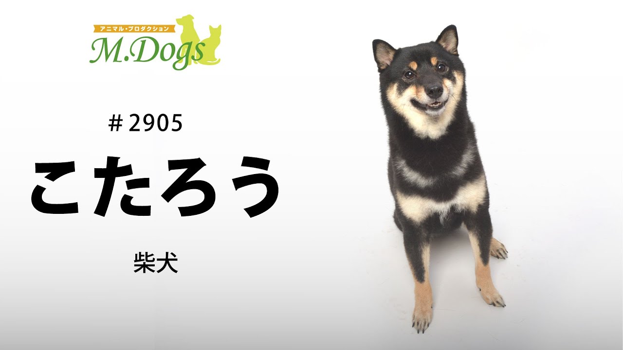 ペットモデル 2905 柴犬 こたろう Youtube