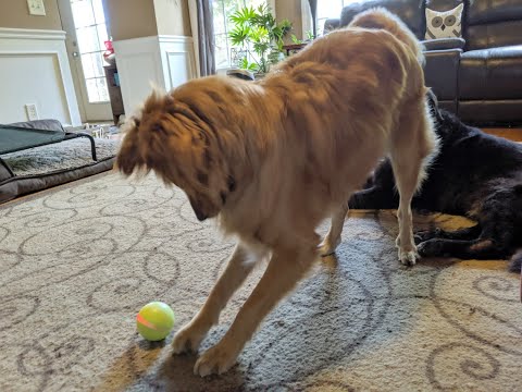 Fun Dog Ball: The Wicked Ball For Dogs Has A Mind Of Its Own!