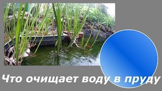 Что очищает воду в пруду?