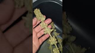 Hand Trimming My Trop 🍌 Blue Alien Ripped Off Runtz Indoor #2024 grow #colorfulcolorado #jahbless