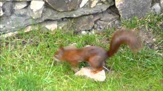 Red squirrel running around