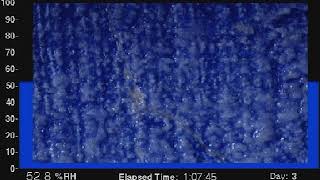 Timelapse of salt deliquescence and crystallization cycles