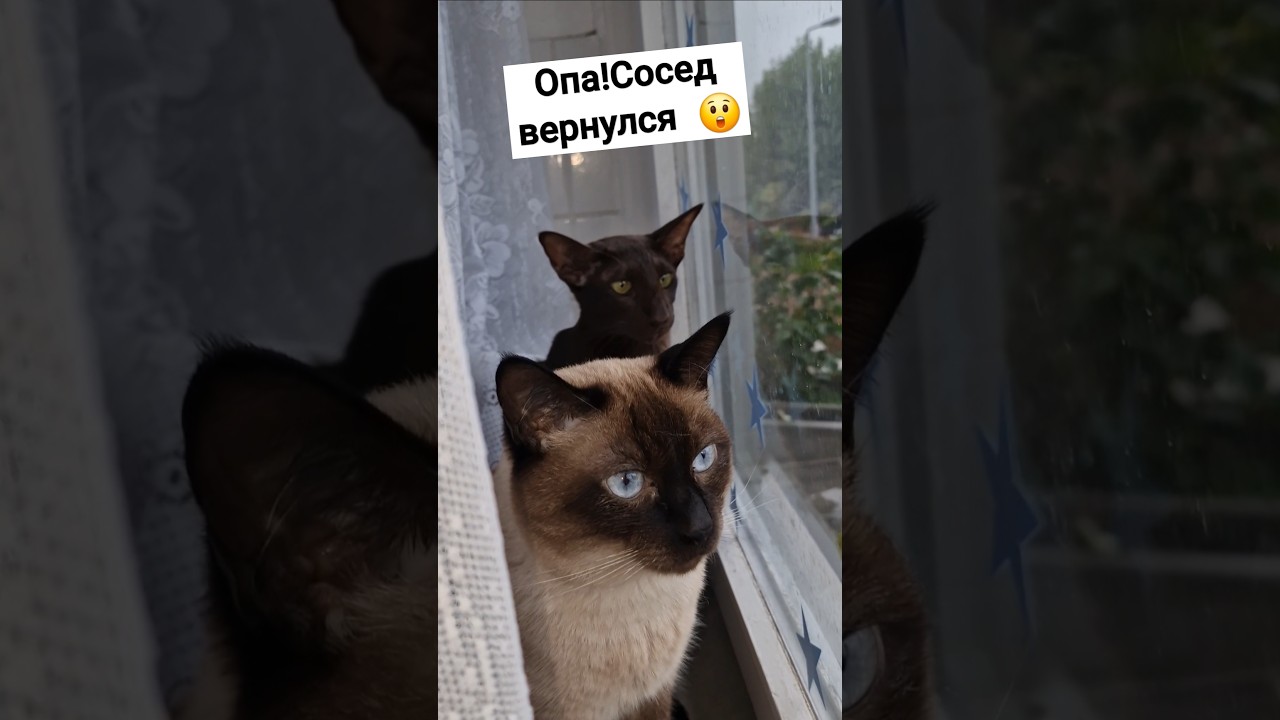О!!!Сосед вернулся😲🐈👀 