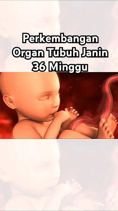 Perkembangan Organ Tubuh Janin 36 Minggu